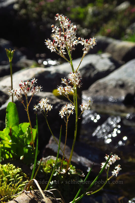 Nelson's saxifrage (Micranthes nelsoniana (Saxifraga nelsoniana)) [Lake of the Angels, Olympic National Park, Mason County, Washington]