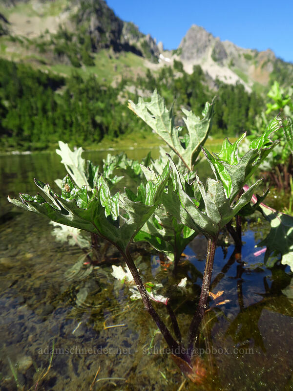 alpine coltsfoot leaves (Petasites frigidus var. frigidus) [Lake of the Angels, Olympic National Park, Mason County, Washington]