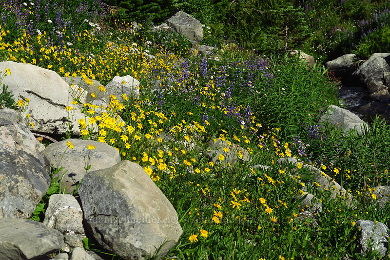 wildflowers [Putvin Trail, Olympic National Park, Mason County, Washington]