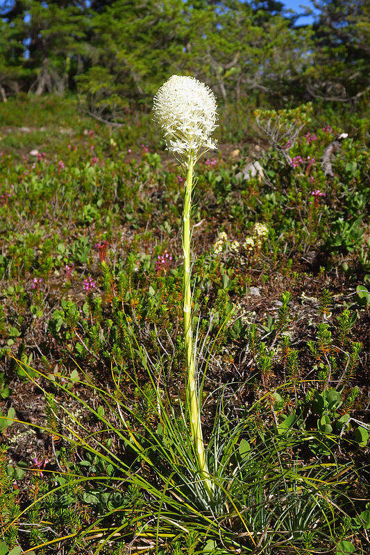 miniature beargrass (Xerophyllum tenax) [Putvin Trail, Olympic National Park, Mason County, Washington]