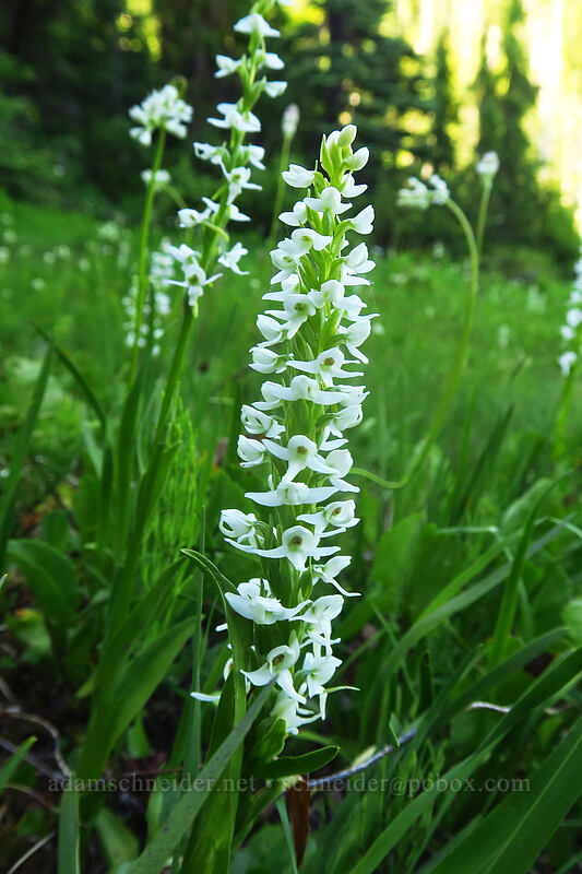 white bog orchid (Platanthera dilatata) [Putvin Trail, Olympic National Park, Mason County, Washington]