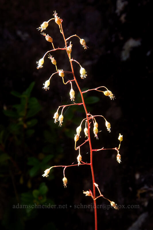 small-flowered alumroot (Heuchera micrantha var. diversifolia) [Putvin Trail, Olympic National Park, Mason County, Washington]