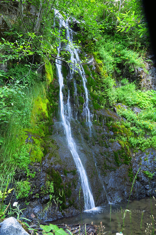 trailside waterfall [Forest Road 2500-060, Olympic National Park, Mason County, Washington]