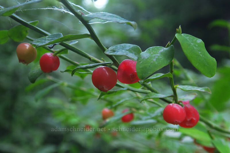 red huckleberries (Vaccinium parvifolium) [Putvin Trailhead, Olympic National Park, Mason County, Washington]