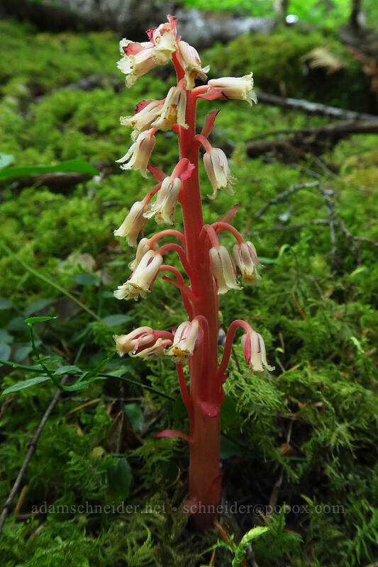 pinesap (Monotropa hypopitys) [Putvin Trailhead, Olympic National Park, Mason County, Washington]