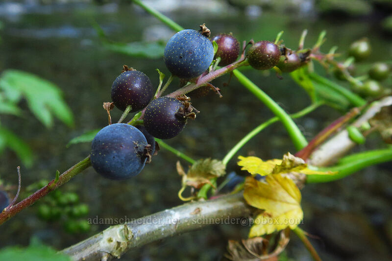 maple-leaved currant fruit (Ribes acerifolium (Ribes howellii)) [Hamma Hamma River, Olympic National Park, Mason County, Washington]