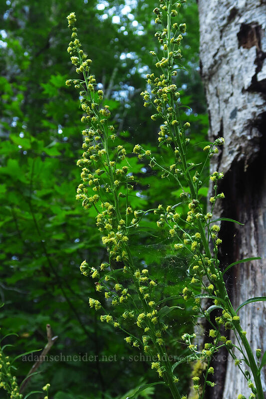 Douglas' sagewort (California mugwort) (Artemisia douglasiana) [Hamma Hamma River, Olympic National Park, Mason County, Washington]