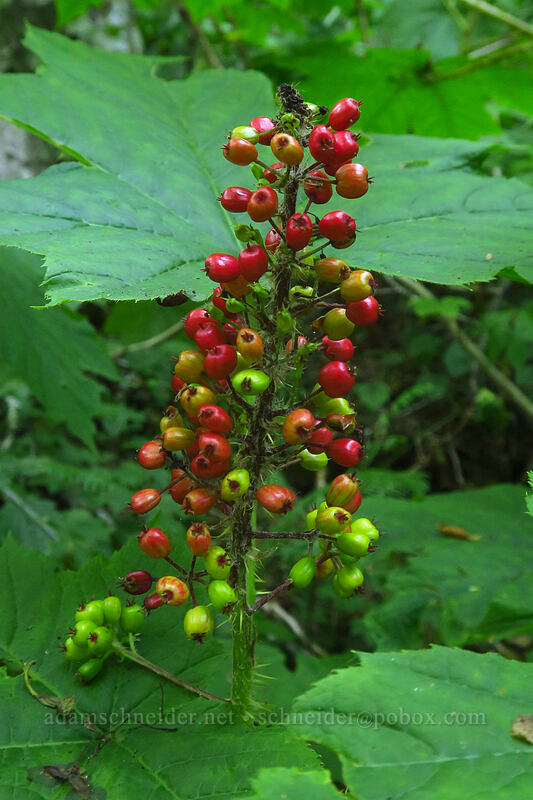 devil's club berries (Oplopanax horridus) [Hamma Hamma River, Olympic National Park, Mason County, Washington]