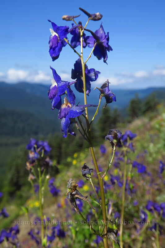 larkspur (Delphinium sp.) [Bald Mountain, Mt. Hood Wilderness, Clackamas County, Oregon]