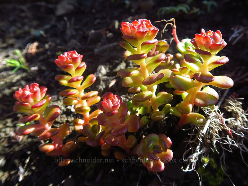 Oregon stonecrop, with reddish leaves (Sedum oreganum) [Bald Mountain, Mt. Hood Wilderness, Clackamas County, Oregon]