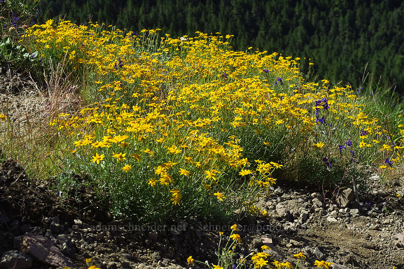 Oregon sunshine (Eriophyllum lanatum) [Bald Mountain, Mt. Hood Wilderness, Clackamas County, Oregon]