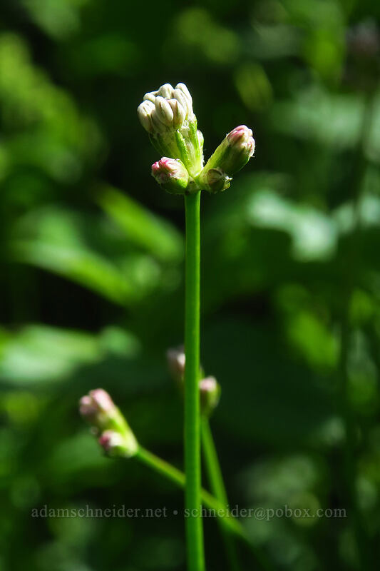 naked buckwheat (Eriogonum nudum var. nudum) [Bald Mountain, Mt. Hood Wilderness, Clackamas County, Oregon]