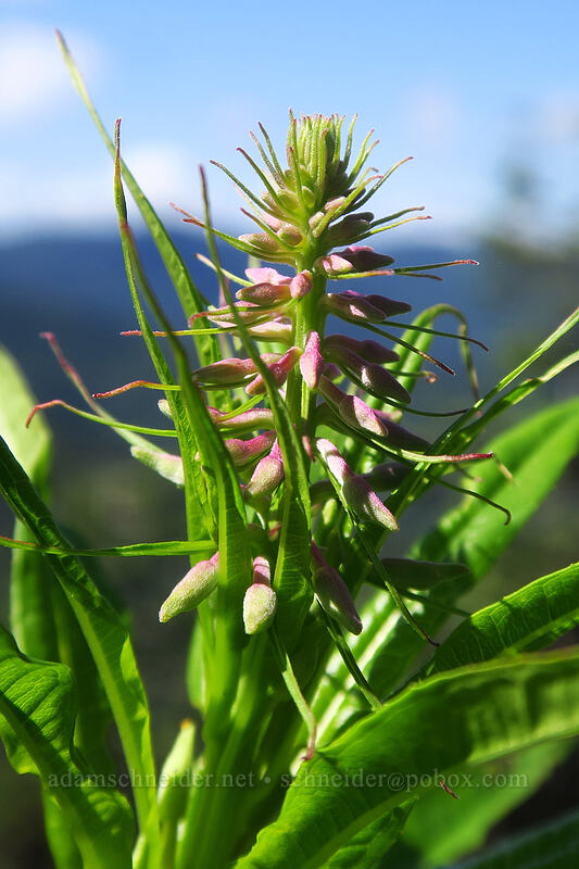 fireweed, budding (Chamerion angustifolium (Chamaenerion angustifolium) (Epilobium angustifolium)) [Bald Mountain, Mt. Hood Wilderness, Clackamas County, Oregon]