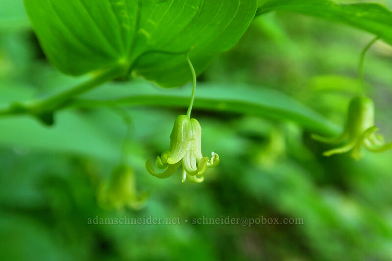 clasping twisted-stalk (Streptopus amplexifolius) [Timberline Trail, Mt. Hood Wilderness, Clackamas County, Oregon]