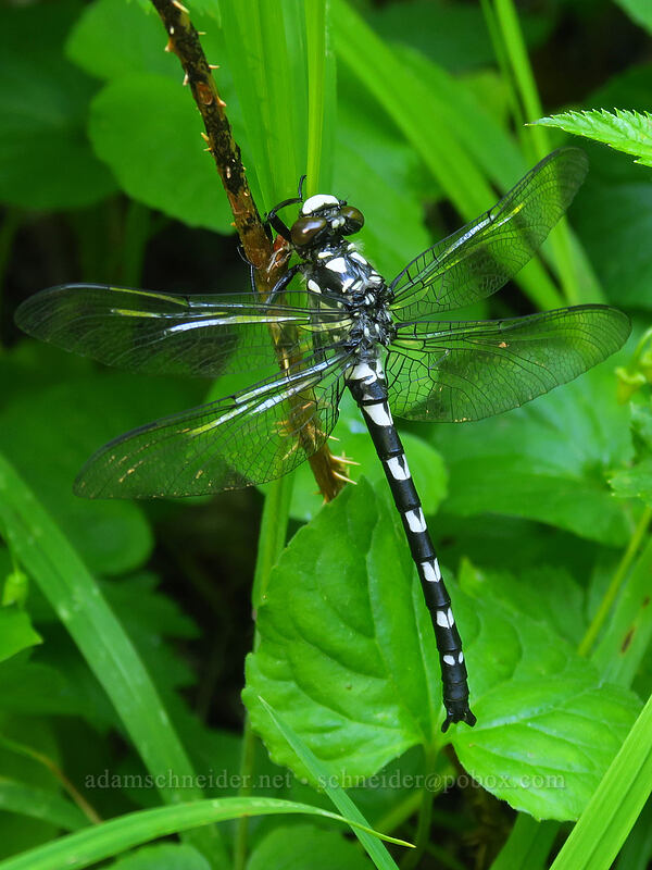 black petaltail dragonfly (Tanypteryx hageni) [Timberline Trail, Mt. Hood Wilderness, Clackamas County, Oregon]
