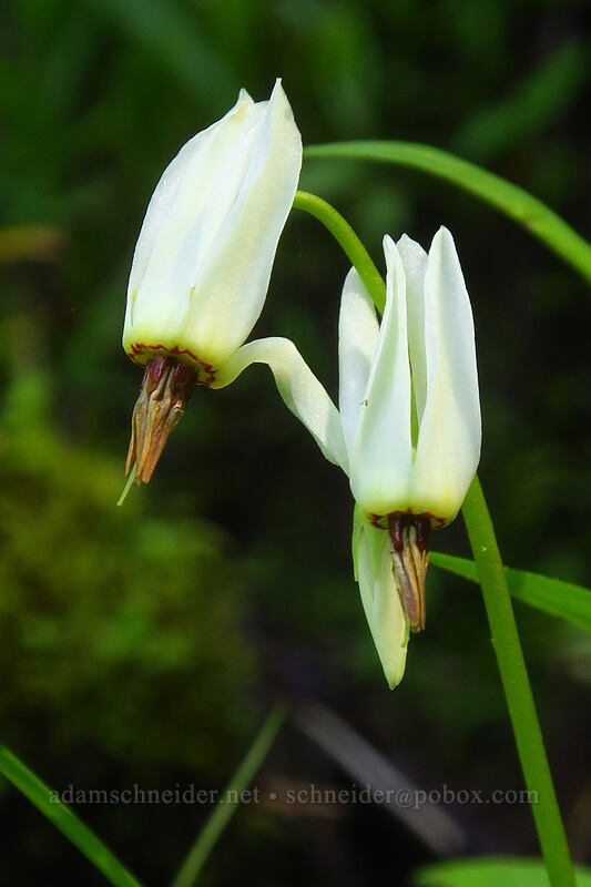 white shooting stars (Dodecatheon dentatum (Primula latiloba)) [Timberline Trail, Mt. Hood Wilderness, Clackamas County, Oregon]