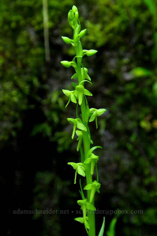 slender bog orchid (Platanthera stricta (Habenaria saccata)) [Timberline Trail, Mt. Hood Wilderness, Clackamas County, Oregon]