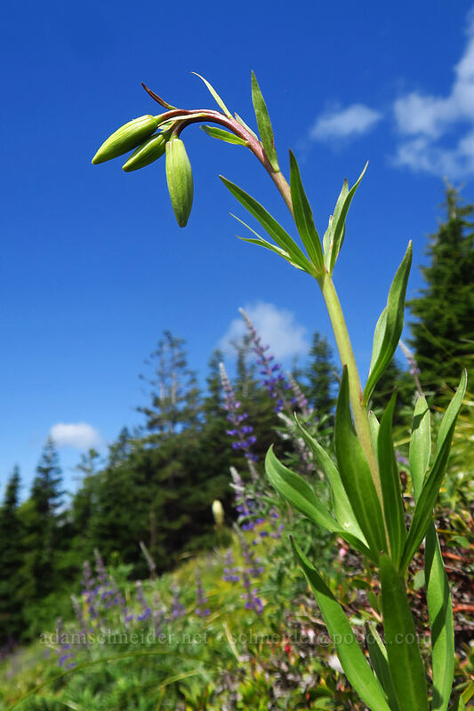Columbia tiger lily, budding (Lilium columbianum) [Bald Mountain Ridge, Mt. Hood Wilderness, Clackamas County, Oregon]