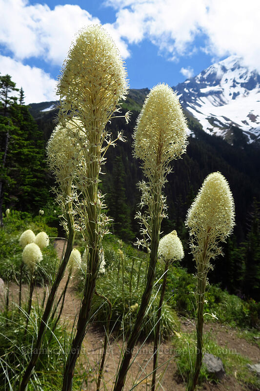 beargrass (Xerophyllum tenax) [Bald Mountain Ridge, Mt. Hood Wilderness, Hood River County, Oregon]