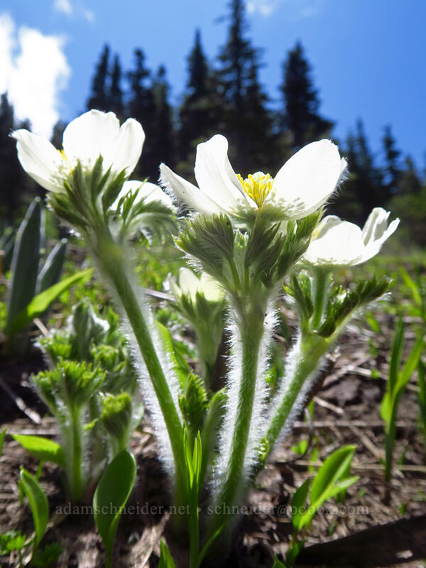 western pasqueflowers (Anemone occidentalis (Pulsatilla occidentalis)) [McNeil Point scramble trail, Mt. Hood Wilderness, Hood River County, Oregon]