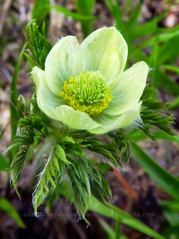 western pasqueflower, just opened (Anemone occidentalis (Pulsatilla occidentalis)) [McNeil Point scramble trail, Mt. Hood Wilderness, Hood River County, Oregon]