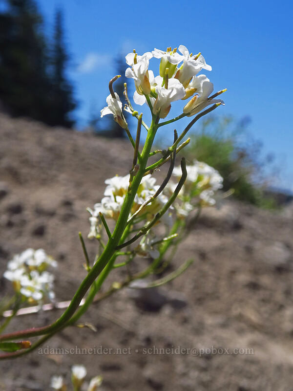 alpine penny-cress (Noccaea fendleri ssp. glauca (Thlaspi fendleri var. glaucum)) [McNeil Point scramble trail, Mt. Hood Wilderness, Clackamas County, Oregon]