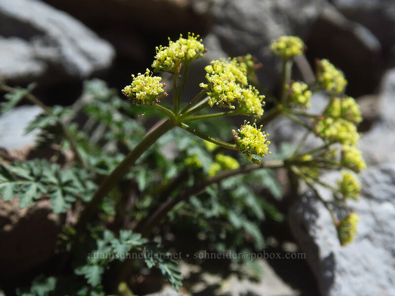 Cascade desert parsley (Lomatium martindalei) [McNeil Point scramble trail, Mt. Hood Wilderness, Clackamas County, Oregon]