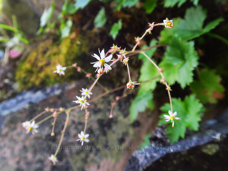 Mertens' saxifrage (Saxifraga mertensiana) [McNeil Point scramble trail, Mt. Hood Wilderness, Hood River County, Oregon]
