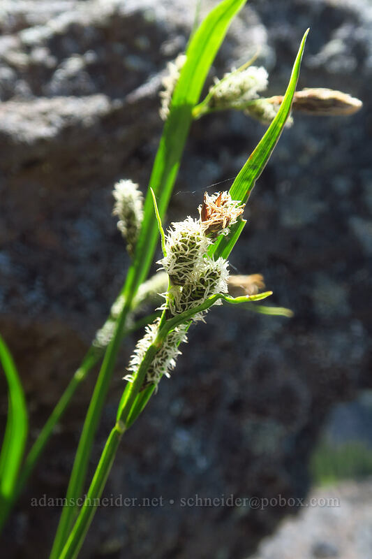 showy sedge (Carex spectabilis) [McNeil Point scramble trail, Mt. Hood Wilderness, Clackamas County, Oregon]