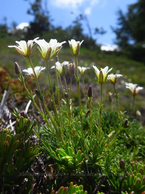 alpine sandwort (Cherleria obtusiloba (Minuartia obtusiloba)) [above McNeil Point, Mt. Hood Wilderness, Clackamas County, Oregon]