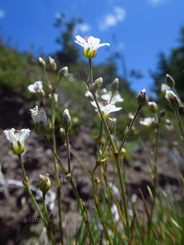 slender mountain sandwort (Eremogone capillaris (Arenaria capillaris)) [above McNeil Point, Mt. Hood Wilderness, Clackamas County, Oregon]