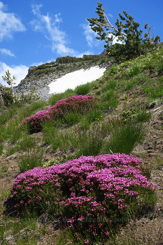 pink mountain heather (Phyllodoce empetriformis) [above McNeil Point, Mt. Hood Wilderness, Hood River County, Oregon]
