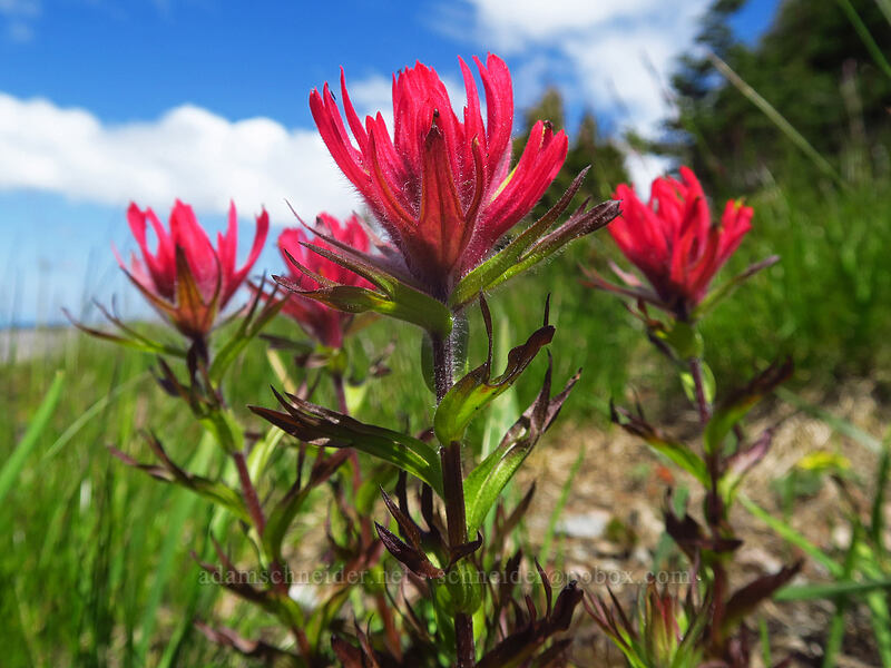 magenta paintbrush (Castilleja parviflora var. oreopola) [above McNeil Point, Mt. Hood Wilderness, Hood River County, Oregon]