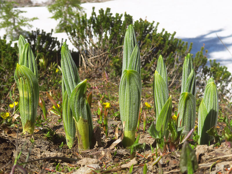 corn lily shoots (Veratrum viride var. eschscholzianum (Veratrum eschscholtzianum)) [above McNeil Point, Mt. Hood Wilderness, Hood River County, Oregon]