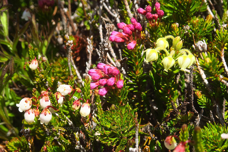 three kinds of mountain heather (Cassiope mertensiana, Phyllodoce empetriformis, Phyllodoce glanduliflora) [above McNeil Point, Mt. Hood Wilderness, Hood River County, Oregon]