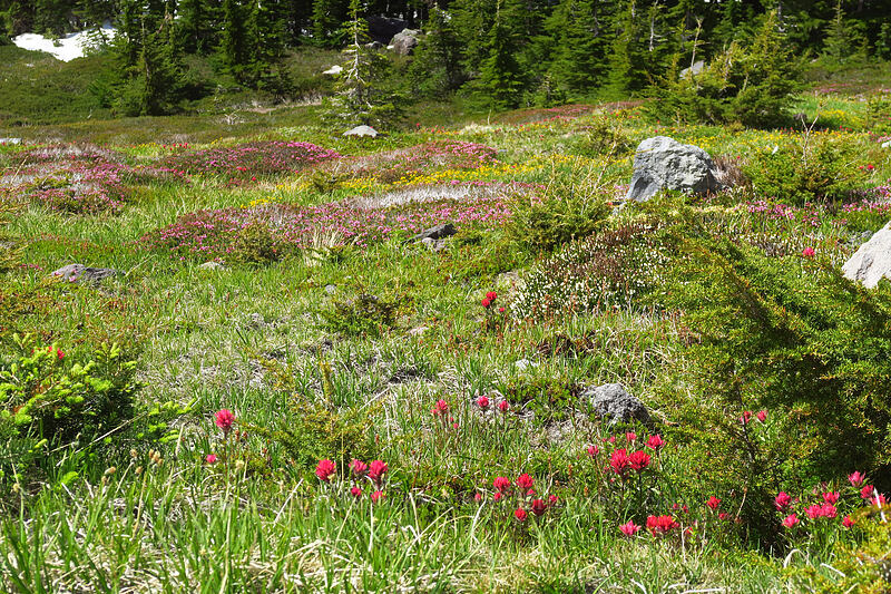 subalpine wildflowers (Castilleja parviflora var. oreopola, Cassiope mertensiana, Phyllodoce empetriformis, Potentilla flabellifolia) [above McNeil Point, Mt. Hood Wilderness, Hood River County, Oregon]