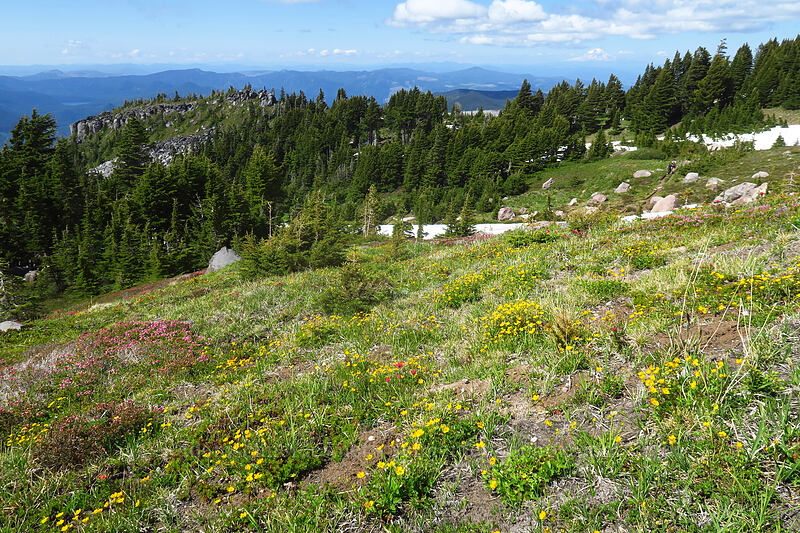 subalpine wildflowers (Potentilla flabellifolia, Castilleja parviflora var. oreopola, Phyllodoce empetriformis) [above McNeil Point, Mt. Hood Wilderness, Hood River County, Oregon]