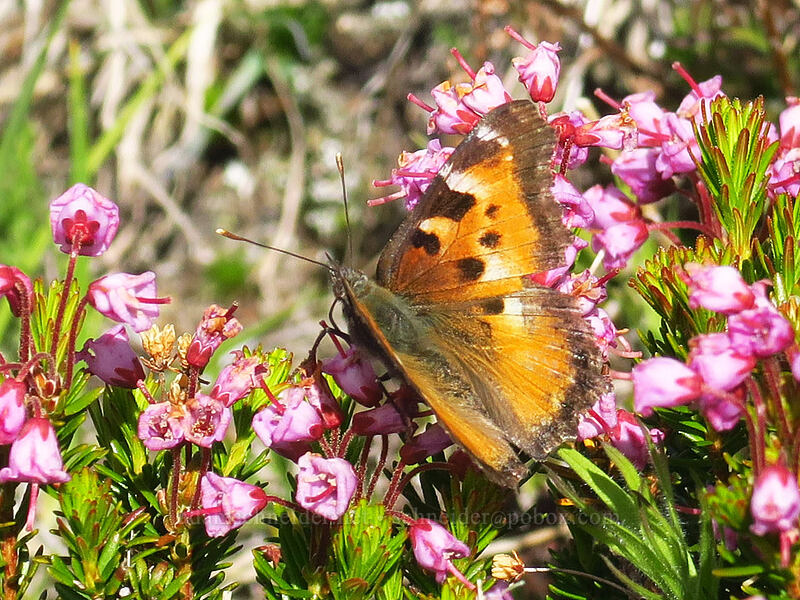 California tortoiseshell butterfly on pink mountain heather (Nymphalis californica, Phyllodoce empetriformis) [above McNeil Point, Mt. Hood Wilderness, Hood River County, Oregon]