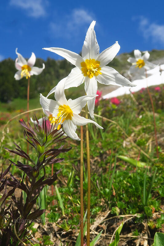 avalanche lilies (Erythronium montanum) [McNeil Point Trail, Mt. Hood Wilderness, Hood River County, Oregon]