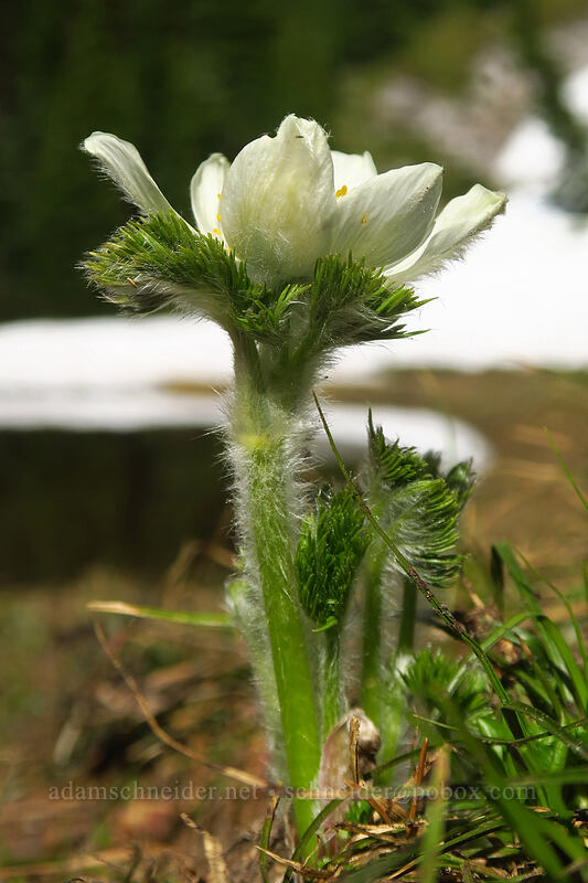 western pasqueflower (Anemone occidentalis (Pulsatilla occidentalis)) [Timberline Trail, Mt. Hood Wilderness, Hood River County, Oregon]