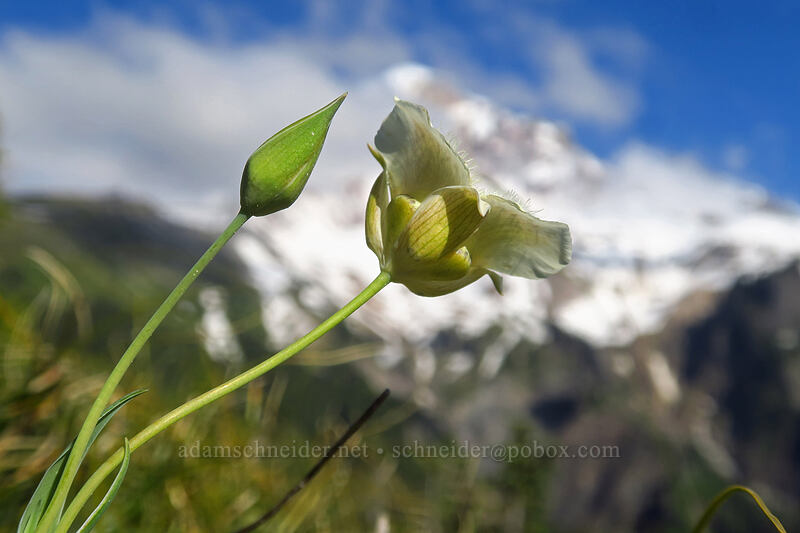 mariposa lily & Mount Hood (Calochortus subalpinus) [Bald Mountain Ridge, Mt. Hood Wilderness, Clackamas County, Oregon]