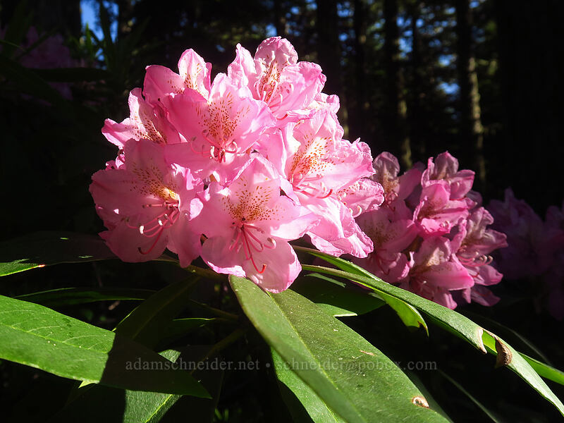 Pacific rhododendron (Rhododendron macrophyllum) [Bald Mountain Ridge, Mt. Hood Wilderness, Hood River County, Oregon]