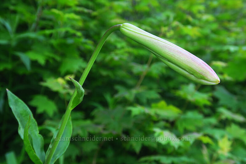 Washington lily, budding (Lilium washingtonianum) [Bald Mountain, Mt. Hood Wilderness, Clackamas County, Oregon]