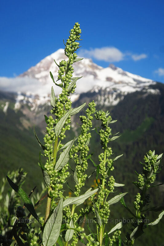 Douglas' sagewort (Artemisia douglasiana) [Bald Mountain, Mt. Hood Wilderness, Clackamas County, Oregon]