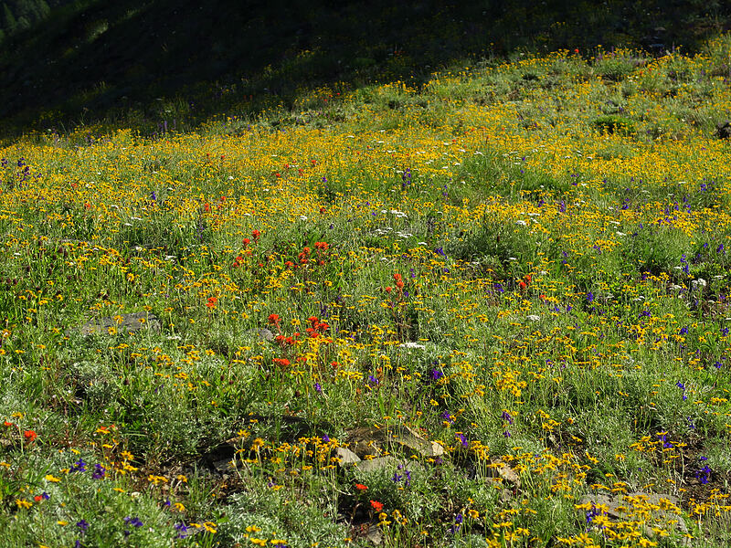 wildflowers (Eriophyllum lanatum, Castilleja hispida, Achillea millefolium, Delphinium sp.) [Bald Mountain, Mt. Hood Wilderness, Clackamas County, Oregon]