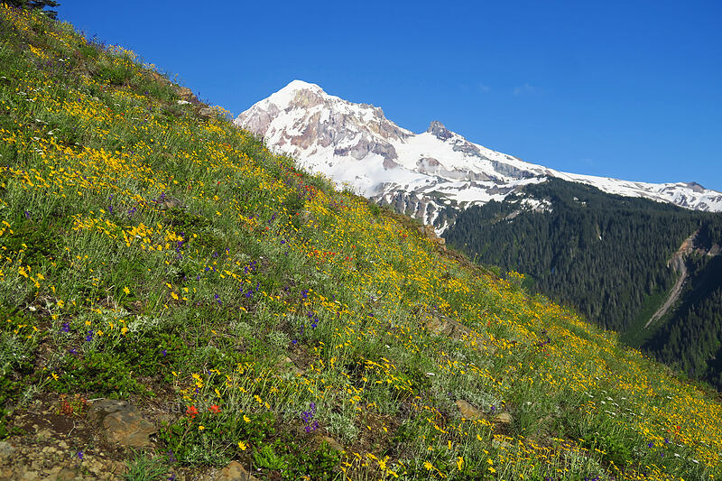 wildflowers & Mount Hood (Eriophyllum lanatum, Castilleja hispida, Achillea millefolium, Delphinium sp.) [Bald Mountain, Mt. Hood Wilderness, Clackamas County, Oregon]