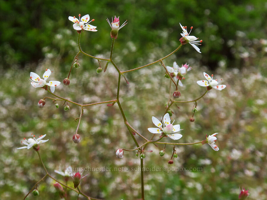 rusty saxifrage (Micranthes ferruginea (Saxifraga ferruginea)) [Nasty Rock Trail, Clackamas County, Oregon]