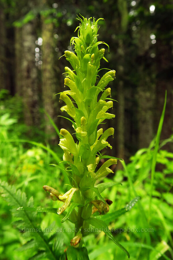 bracted lousewort (Pedicularis bracteosa) [Nasty Rock Trail, Clackamas County, Oregon]