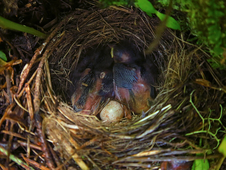Oregon junco nest & chicks (Junco hyemalis) [Nasty Rock Trail, Clackamas County, Oregon]
