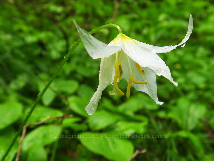soggy avalanche lily (Erythronium montanum) [Nasty Rock Trail, Clackamas County, Oregon]